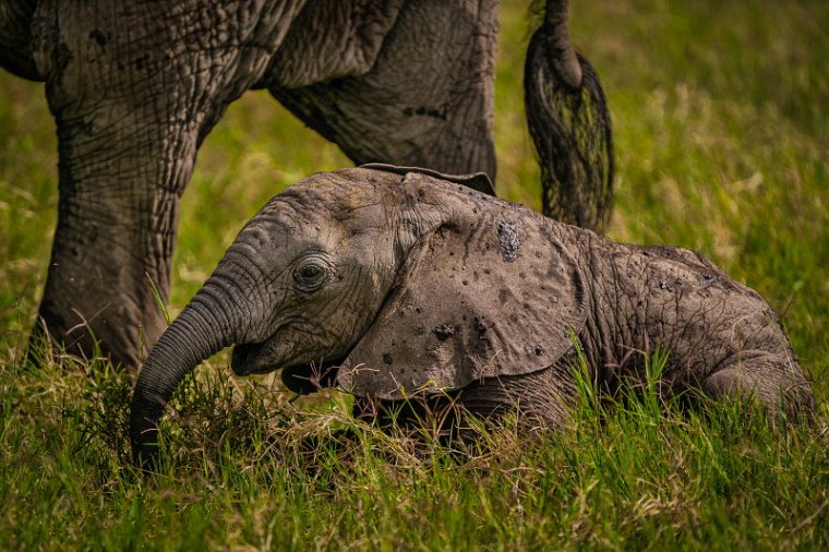 107 Masai Mara, olifant.jpg